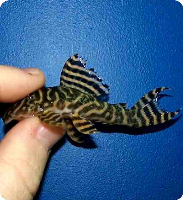 L270 Chocolate Zebra - 2 Inch L270 Chocolate Zebra - 2 Inch